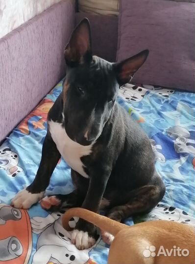 Минибультерьер