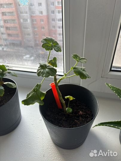 Алоэ и каланхоэ