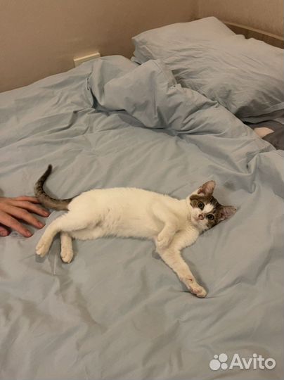 Котёнок в добрые руки