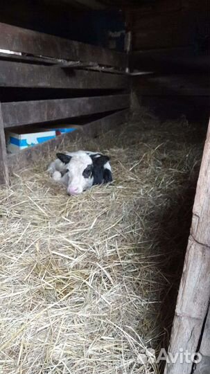 Телочка 4 месяца