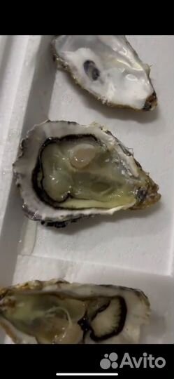 Живые устрицы 