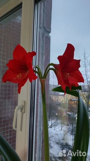 Продам цветы комнатные, Гиппеаструм