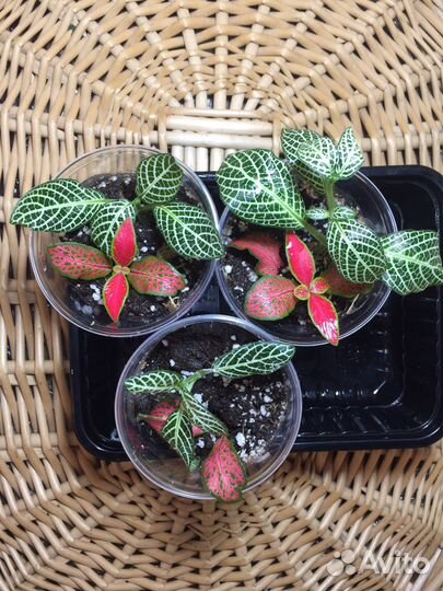 Фиттонии/стимулятор