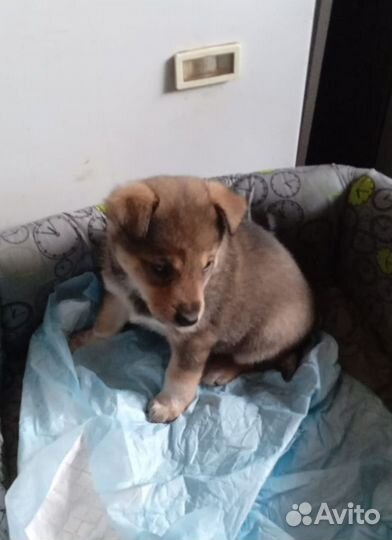 Щенок в добрые руки бесплатно в дар