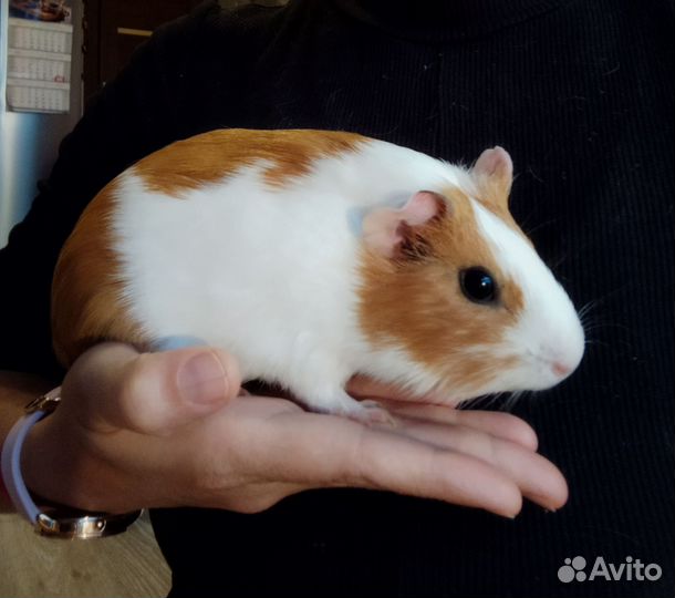 Морские свинки