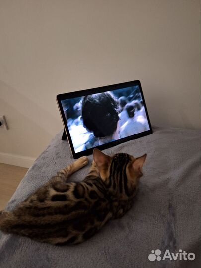 Бенгальский кот