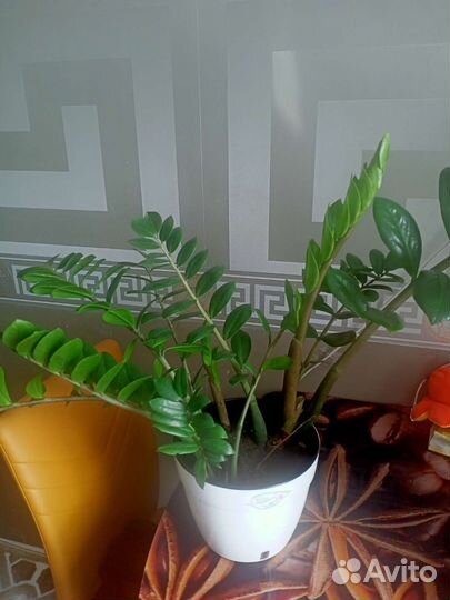 Замиокулькас