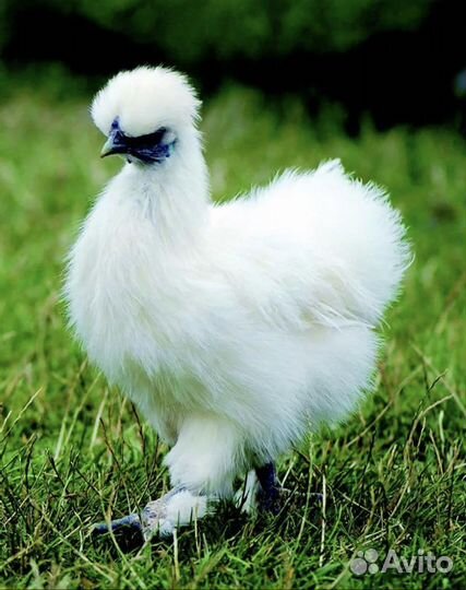 Китайские пушистики