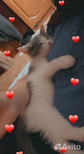 Передержка кошек