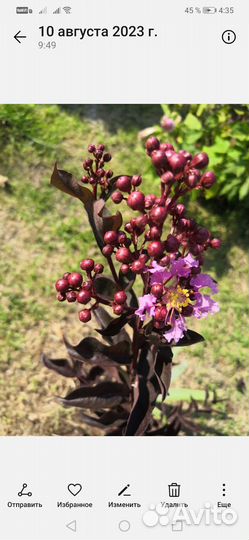 Лагерстремия с темным листом