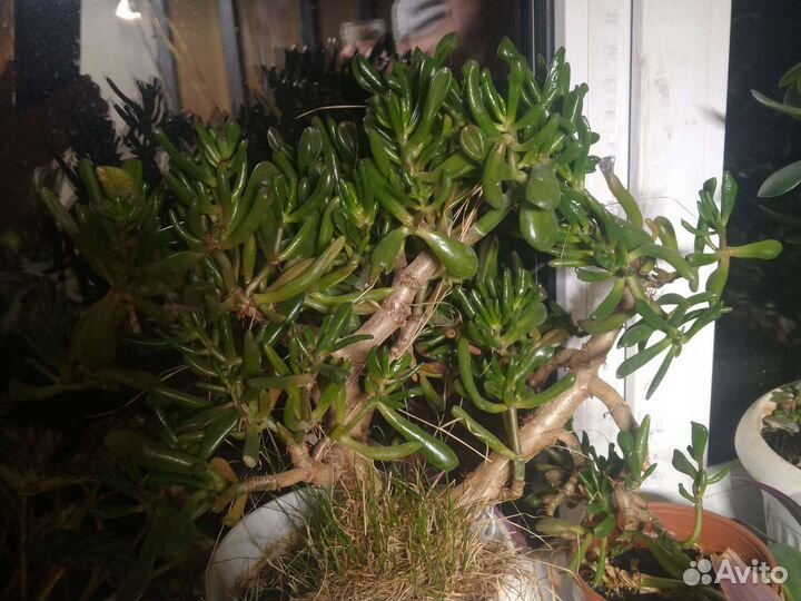 Толстянка овальная