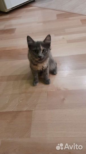 Котенок в добрые руки бесплатно