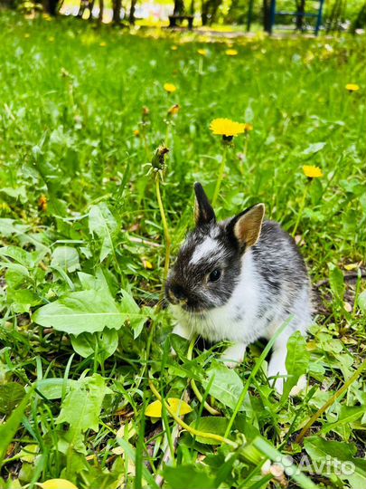 Карликовые цветные кролики