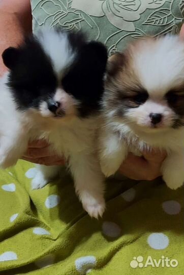 Два мини мальчика в Адлере