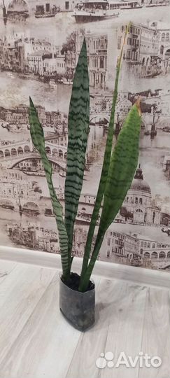 Сансевиерия щучий хвост, тещин язык