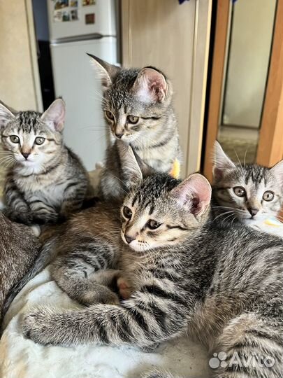Кошка в добрые руки бесплатно