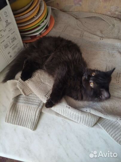 Шотландские котята длинношерстные