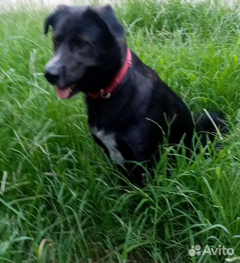 Собака супер умный кабель 1,4 года компаньон