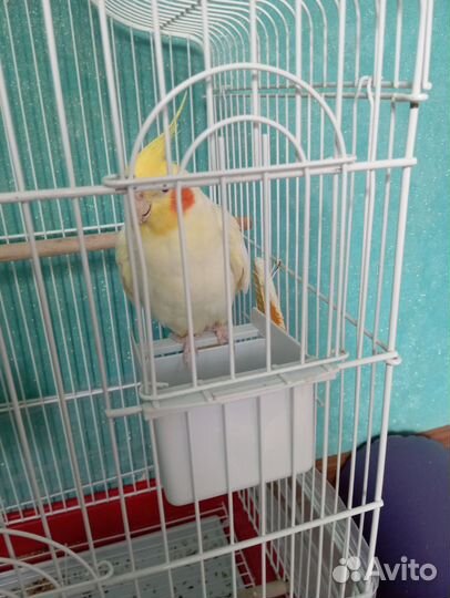 Корелла с клеткой