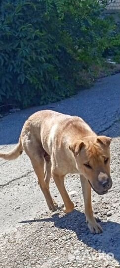 На заброшенной базе найдена метиска шарпейка