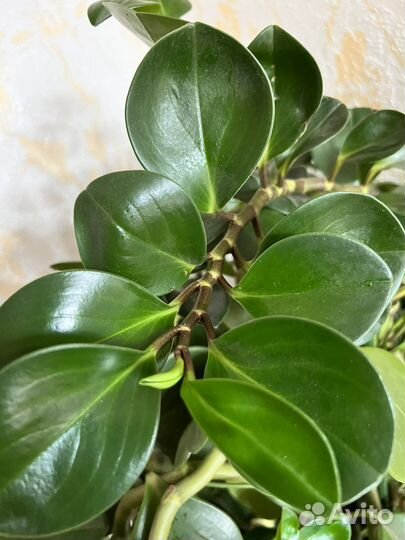Пеперомия туполистная