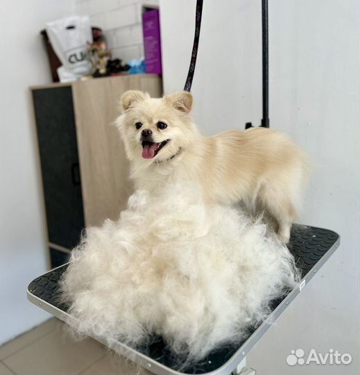 Стрижка собак Грумер