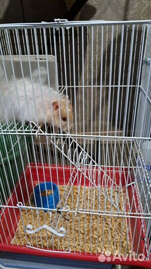Клетка для сирийского хомяка