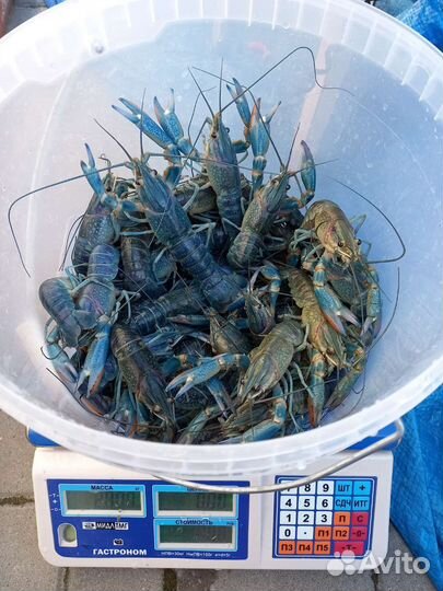 Бизнес план по Австралийскому раку