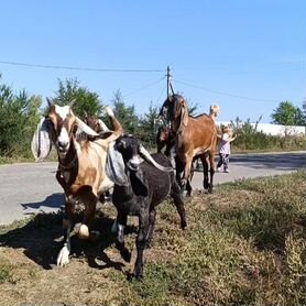 Англо нубийские козы, Камори. Козлята