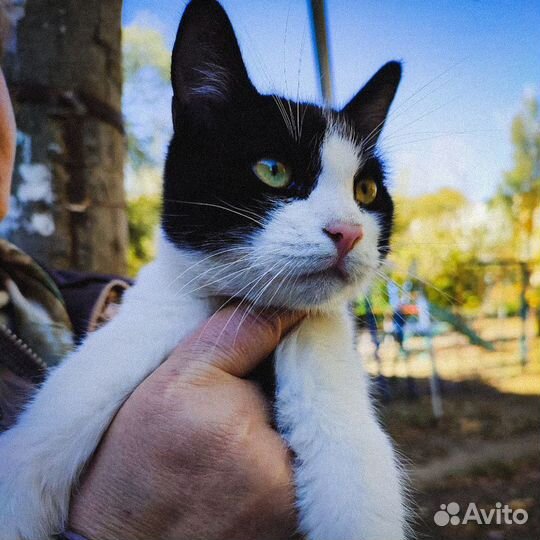 В добрые руки