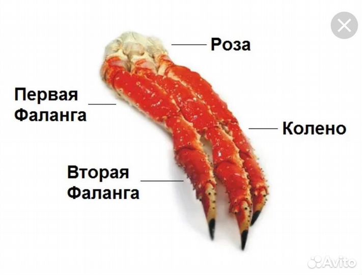 Роза Камчатского краба