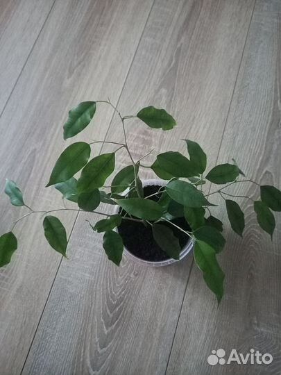 Фикус бенджамина