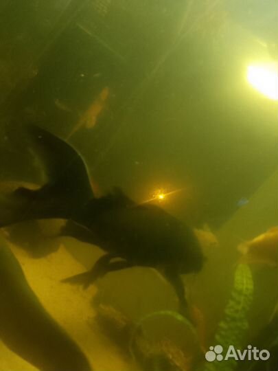 Аквариумные рыбки