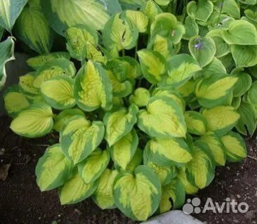 Хосты мини и обычные