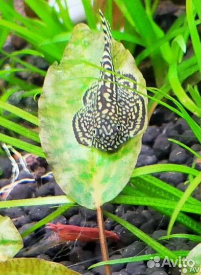 Аквариумные растения, улитки, креветки