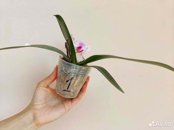 Орхидея фаленопсис бабочка