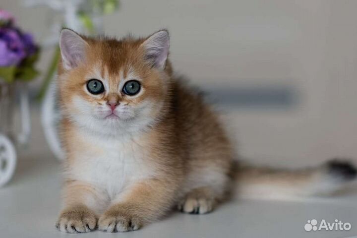 Золотая британская девочка