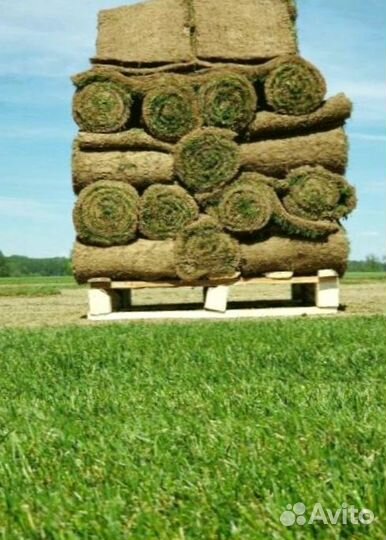 Рулонный газон от производителя