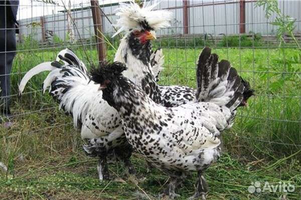 Куры Павловские