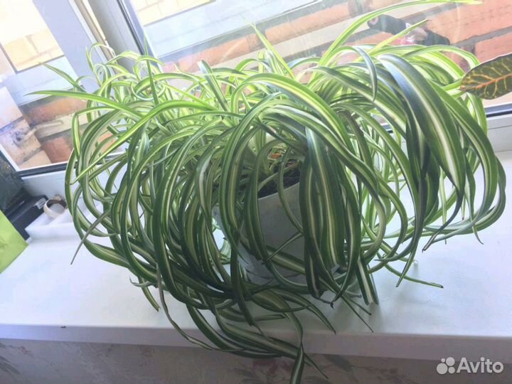 Хлорофитум кудрявый -Бонни