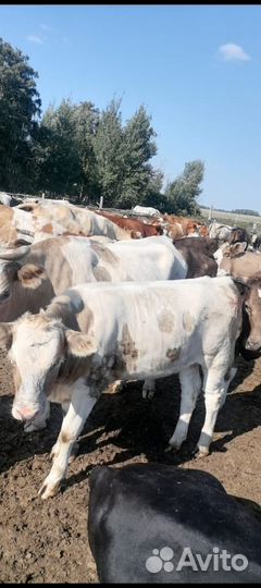 З.А.К.У.Ю К.Р.С. овцы