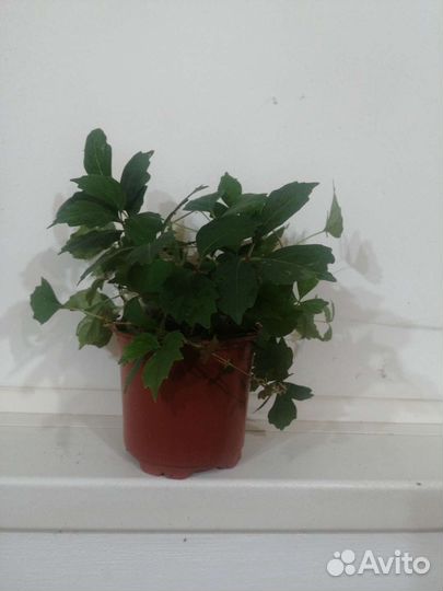 Живой кондиционер Вейчи 1+1