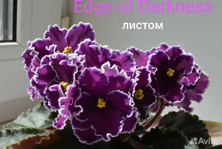 Фиалки сортовые (листом)