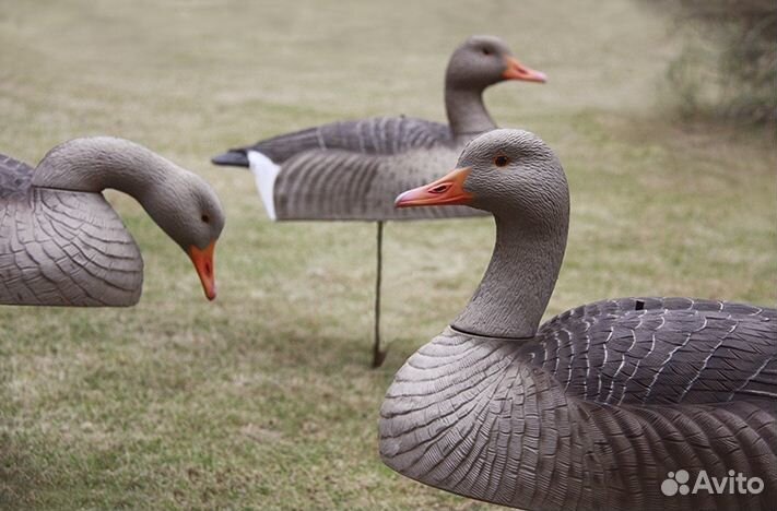 Скорлупки серого гуся GHG