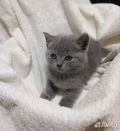 Британские котята