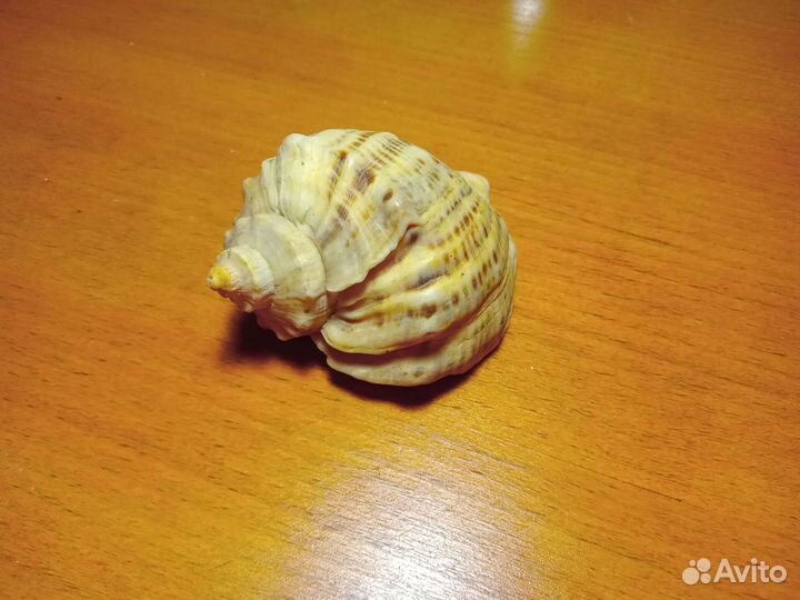 Ракушка морская