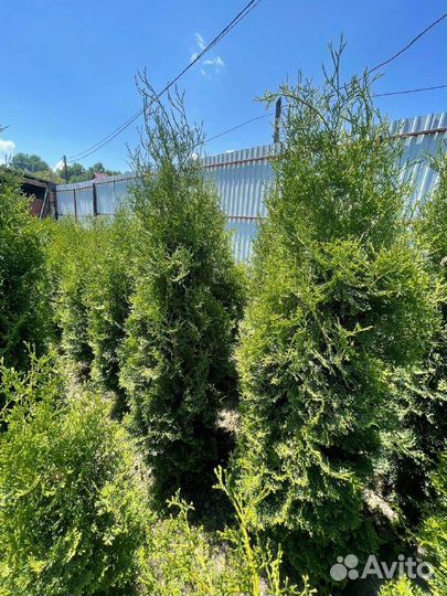 Туя смарагд. Живая изгородь. Опт/ Розница