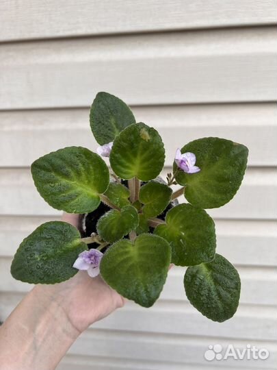 Фиалка цветущая