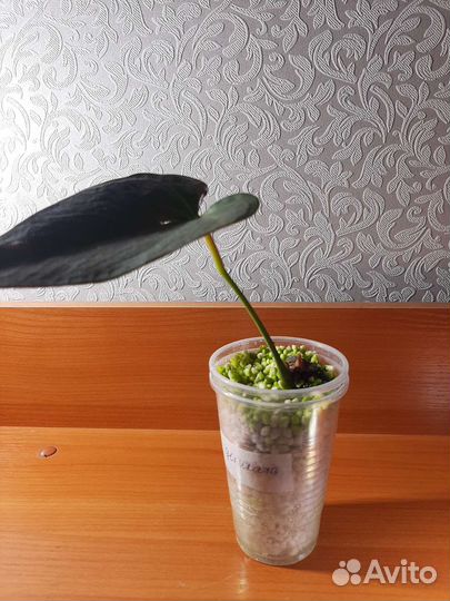 Антуриум в ассортименте