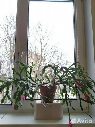 Декабрист большой в глиняном горшке